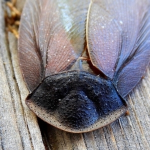 Laxta granicollis at Crooked Corner, NSW - 6 Nov 2019 03:13 PM