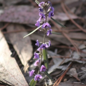 Hovea heterophylla at Gundaroo, NSW - 30 Aug 2019 06:06 PM