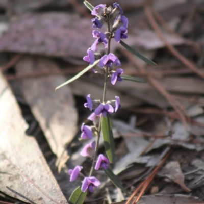 Hovea heterophylla (Common Hovea) at Gundaroo, NSW - 30 Aug 2019 by Gunyijan