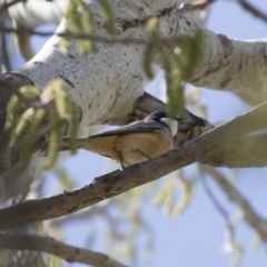 Pachycephala rufiventris (Rufous Whistler) at Michelago, NSW - 30 Sep 2019 by Illilanga