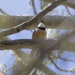 Pachycephala rufiventris at Michelago, NSW - 30 Sep 2019