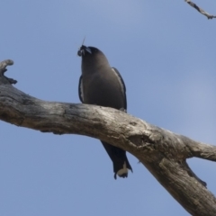 Artamus cyanopterus (Dusky Woodswallow) at Michelago, NSW - 9 Jan 2019 by Illilanga