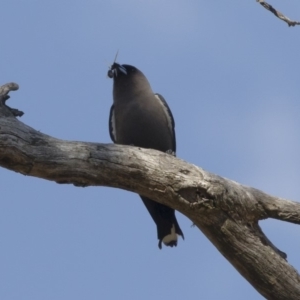 Artamus cyanopterus at Michelago, NSW - 9 Jan 2019 05:09 PM