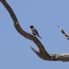 Artamus cyanopterus (Dusky Woodswallow) at Michelago, NSW - 1 Sep 2019 by Illilanga