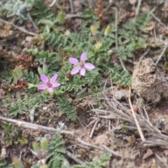 Erodium cicutarium (Common Storksbill, Common Crowfoot) at Gundaroo, NSW - 31 Aug 2019 by Gunyijan