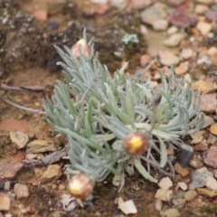 Leucochrysum albicans (Hoary Sunray) at Gundaroo, NSW - 18 Sep 2019 by Gunyijan