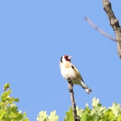 Carduelis carduelis (European Goldfinch) at Campbell, ACT - 4 Nov 2019 by jbromilow50