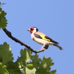 Carduelis carduelis at Campbell, ACT - 4 Nov 2019