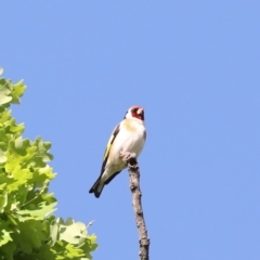 Carduelis carduelis at Campbell, ACT - 4 Nov 2019