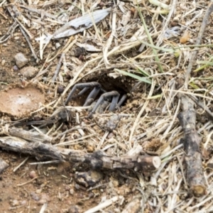 Portacosa cinerea at Fyshwick, ACT - 4 Nov 2019