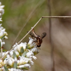 Marmasoma sumptuosum (Bee fly) at Paddys River, ACT - 6 Nov 2019 by DPRees125