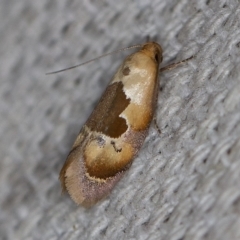 Hoplomorpha camelaea (A Concealer moth) at O'Connor, ACT - 23 Oct 2019 by ibaird