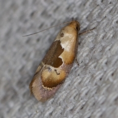 Hoplomorpha camelaea (A Concealer moth (Wingia group)) at O'Connor, ACT - 23 Oct 2019 by ibaird