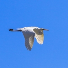 Ardea alba (Great Egret) at McKellar, ACT - 22 Oct 2019 by AlisonMilton