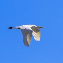 Ardea alba (Great Egret) at McKellar, ACT - 22 Oct 2019 by Alison Milton