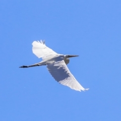 Ardea alba at McKellar, ACT - 22 Oct 2019