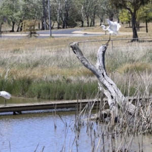 Ardea alba at McKellar, ACT - 22 Oct 2019 12:39 PM