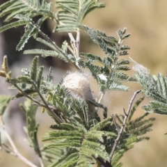 Unidentified Orb-weaving spider (several families) at Hawker, ACT - 1 Oct 2019 by AlisonMilton