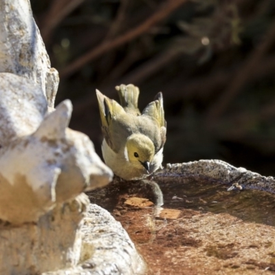 Ptilotula penicillata (White-plumed Honeyeater) at Higgins, ACT - 17 Aug 2019 by AlisonMilton