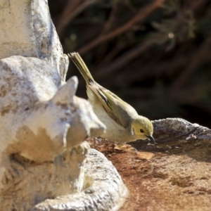 Ptilotula penicillata at Higgins, ACT - 17 Aug 2019 03:31 PM