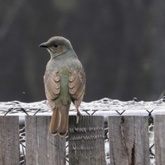 Ptilonorhynchus violaceus at Higgins, ACT - 18 Aug 2019