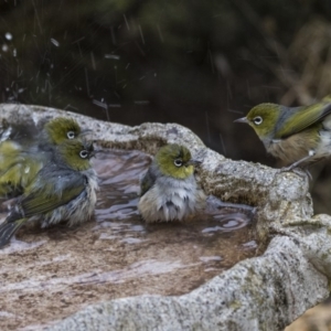 Zosterops lateralis at Higgins, ACT - 29 Jul 2019