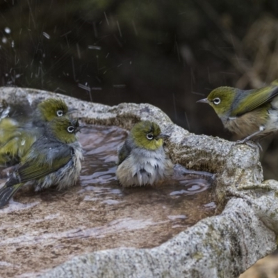 Zosterops lateralis (Silvereye) at Higgins, ACT - 29 Jul 2019 by AlisonMilton