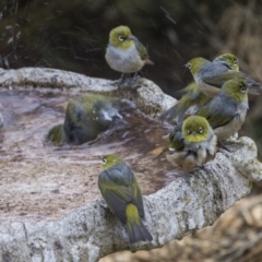 Zosterops lateralis at Higgins, ACT - 29 Jul 2019