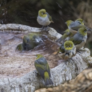 Zosterops lateralis at Higgins, ACT - 29 Jul 2019