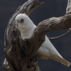 Cacatua sanguinea (Little Corella) at Tuggeranong DC, ACT - 26 Oct 2019 by michaelb