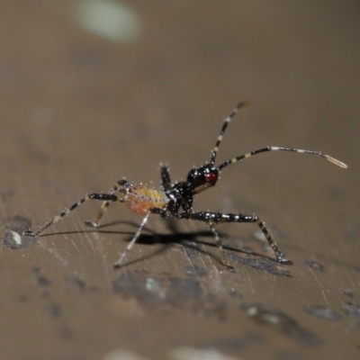 Reduviidae (family) (An assassin bug) at Acton, ACT - 5 Nov 2019 by TimL