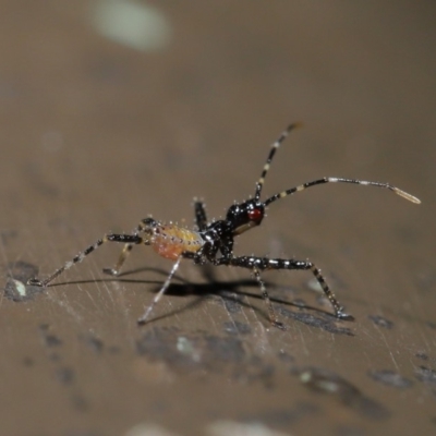 Reduviidae (family) (An assassin bug) at ANBG - 5 Nov 2019 by TimL