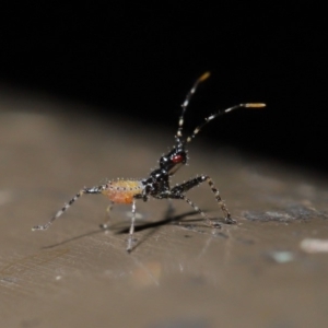 Reduviidae (family) at Acton, ACT - 5 Nov 2019 01:15 PM