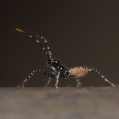 Reduviidae (family) at Acton, ACT - 5 Nov 2019 01:15 PM