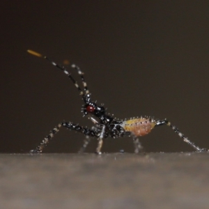 Reduviidae (family) at Acton, ACT - 5 Nov 2019 01:15 PM