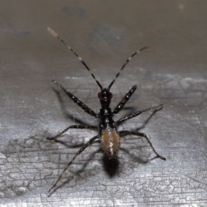 Reduviidae (family) at Acton, ACT - 5 Nov 2019 01:15 PM