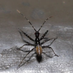 Reduviidae (family) at Acton, ACT - 5 Nov 2019