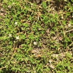 Crassula helmsii (Swamp Stonecrop) at Burra, NSW - 24 Mar 2019 by JaneR