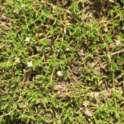 Crassula helmsii (Swamp Stonecrop) at Googong Foreshore - 24 Mar 2019 by JaneR