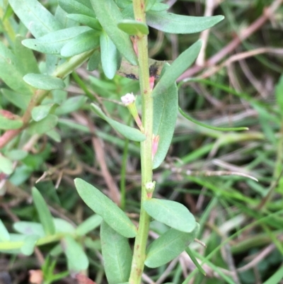 Lythrum hyssopifolia (Small Loosestrife) at Googong Foreshore - 24 Mar 2019 by JaneR