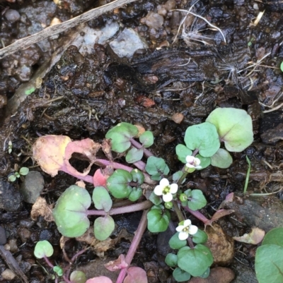 Rorippa nasturtium-aquaticum (Watercress) at Googong Foreshore - 24 Mar 2019 by JaneR