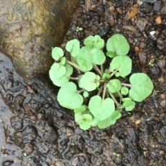 Rorippa nasturtium-aquaticum at Burra, NSW - 24 Mar 2019