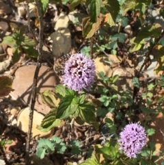 Mentha x piperita (Peppermint) at Burra, NSW - 24 Mar 2019 by JaneR