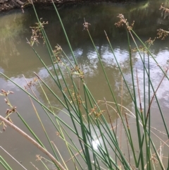 Schoenoplectus validus (River Club-rush) at Googong Foreshore - 24 Mar 2019 by JaneR