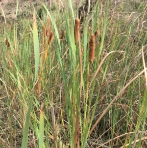 Typha orientalis at Burra, NSW - 24 Mar 2019 02:28 PM