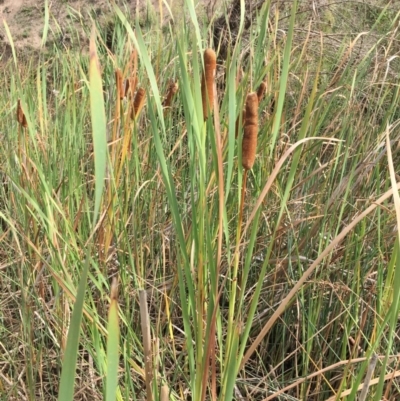 Typha orientalis (Broad-leaved Cumbumgi) at Googong Foreshore - 24 Mar 2019 by JaneR