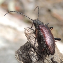 Homotrysis scutellaris (Darkling beetle) at Lanyon - northern section A.C.T. - 2 Nov 2019 by michaelb