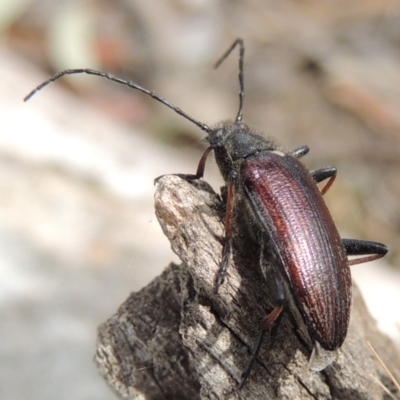 Homotrysis scutellaris (Darkling beetle) at Lanyon - northern section A.C.T. - 2 Nov 2019 by michaelb