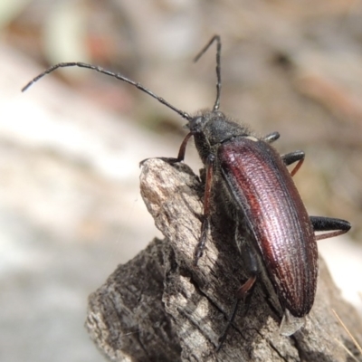 Homotrysis scutellaris (Darkling beetle) at Lanyon - northern section - 2 Nov 2019 by michaelb