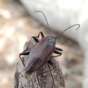 Homotrysis scutellaris at Tuggeranong DC, ACT - 2 Nov 2019